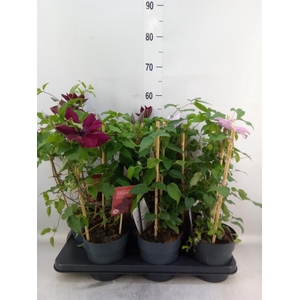 Clematis  'Boulevard'   ...mix