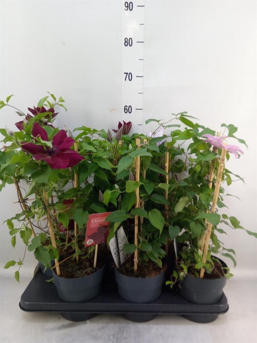 <h4>Clematis  'Boulevard'   ...mix</h4>