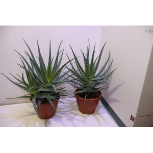 arr8 Aloe Arborescens