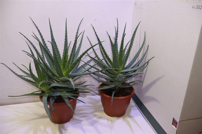<h4>Aloe Arborescens</h4>