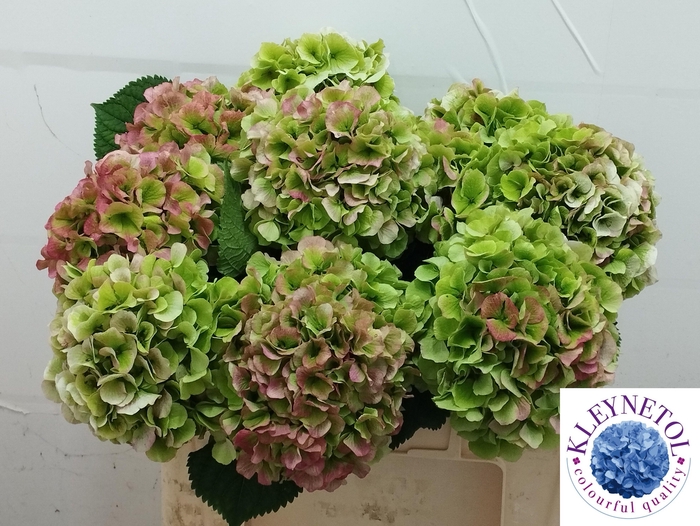 <h4>HYDR M CH VERENA CL</h4>