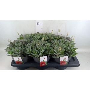 Senecio   ...