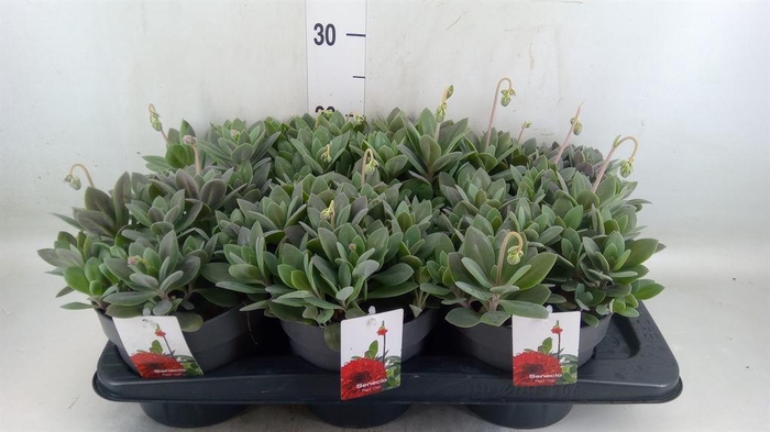 <h4>Senecio   ...</h4>