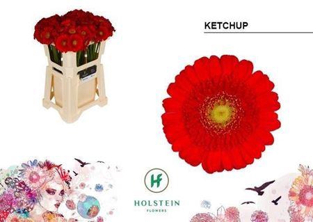 <h4>Ge Mi Ketchup 07 CM,AQUA,ROOD,(NL),(20)</h4>