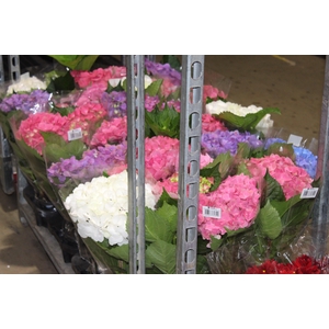 HORTENSIA P15