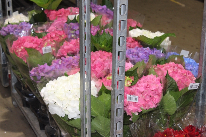 <h4>HORTENSIA P15</h4>
