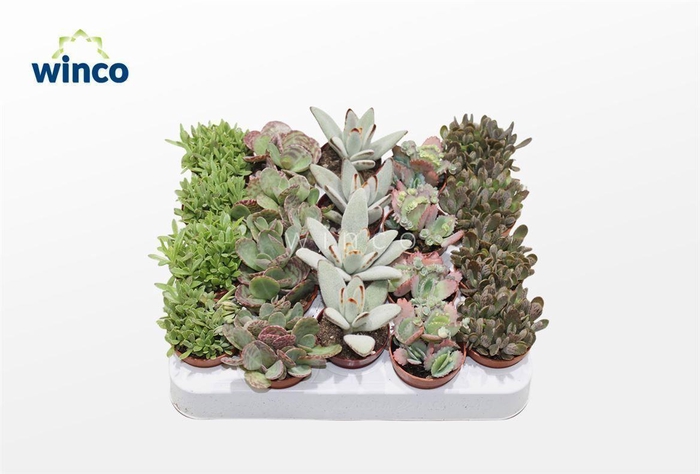 <h4>Kalanchoe Mix</h4>