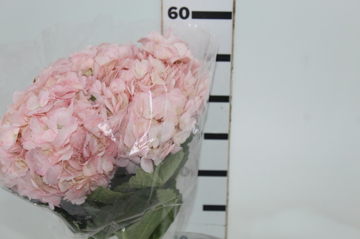 <h4>HORTENCIA NATURAL TINTURADA ROSA 060 CM</h4>