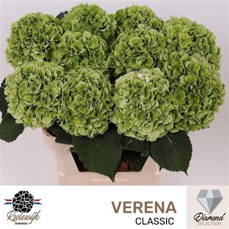 <h4>Hydr M Ch Verena Groen Cl Xxl</h4>