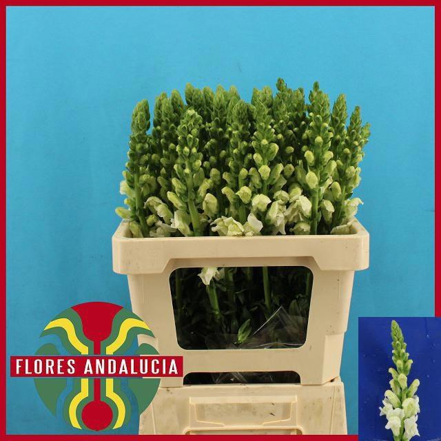 <h4>ANTIR POTO EARL WHIT</h4>