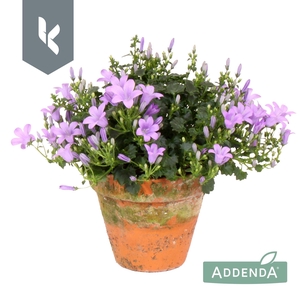 Campanula Ambella Lavender in terracotta