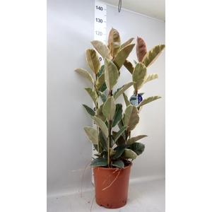 Ficus elastica 'Tineke'