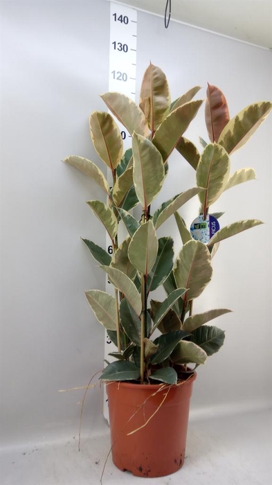 <h4>Ficus elastica 'Tineke'</h4>