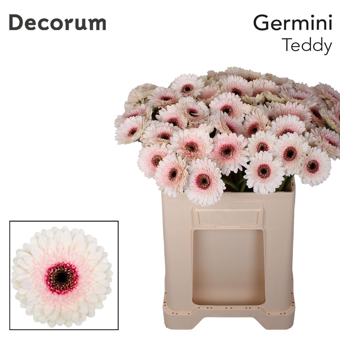 <h4>Germini Teddy Water</h4>