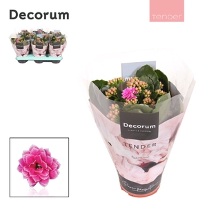 Kalanchoe Decorum TENDER - Serenity Purple White