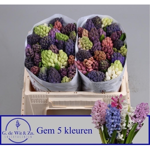 HYAC GEM 5 KLEUREN