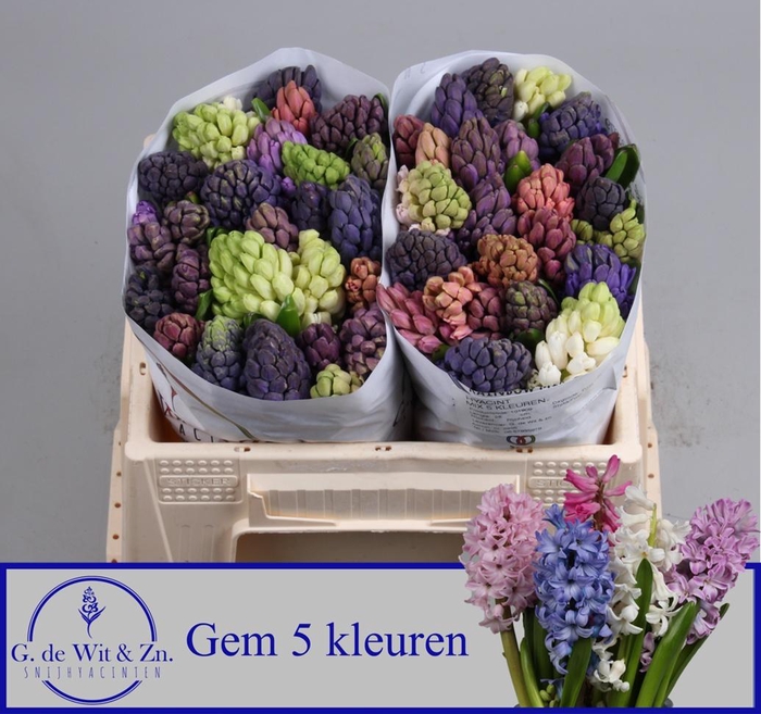 <h4>HYAC GEM 5 KLEUREN</h4>