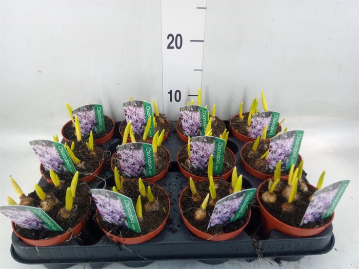 <h4>Chionodoxa   ...</h4>