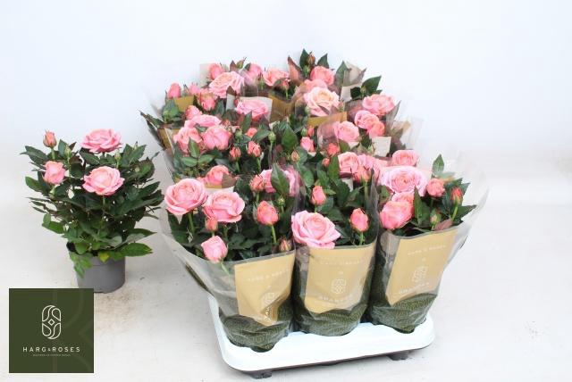 <h4>RO ADELE KORD GR</h4>