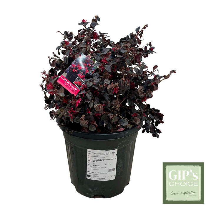 <h4>Loropetalum chin. 'Black Pearl' Bush P30</h4>