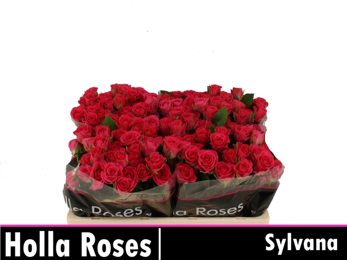 <h4>Rs tr Sylvana</h4>