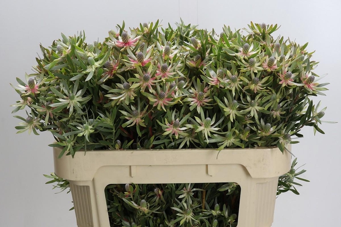 Leucadendron Ayoba Star Pearl