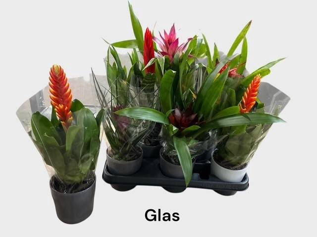 <h4>BROMELIA GEM</h4>