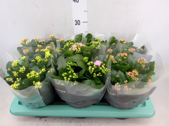 <h4>Kalanchoe blos.   ..rosebud mix  4</h4>