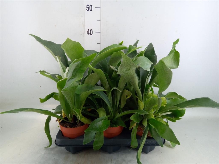 <h4>Platycerium bifurc.</h4>