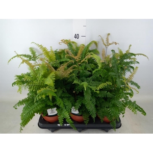 Adiantum tenerum 'Scutum Roseum'