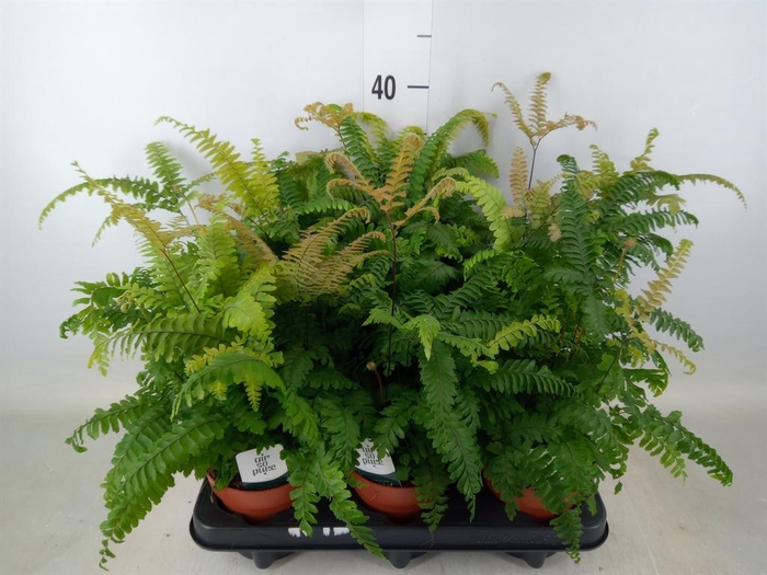 <h4>Adiantum tenerum 'Scutum Roseum'</h4>