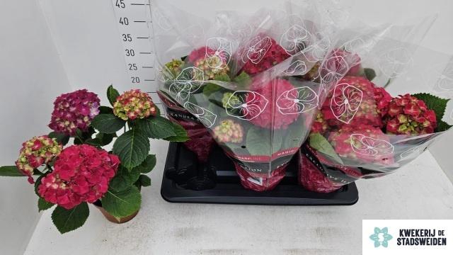 <h4>HYDR M GRUMPY</h4>