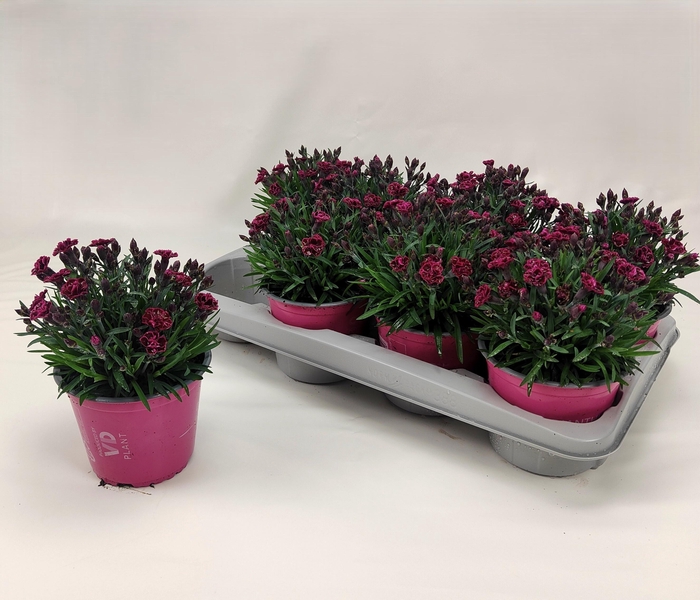 <h4>DIAN VIVA MAGENTA</h4>