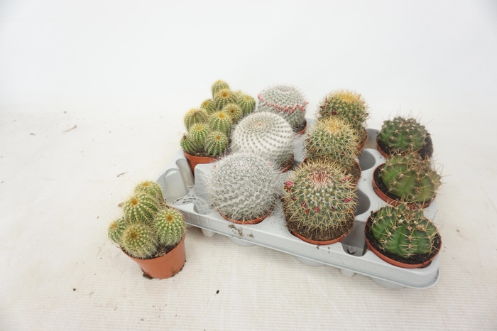 <h4>CACTUS GEM 4 SRT</h4>