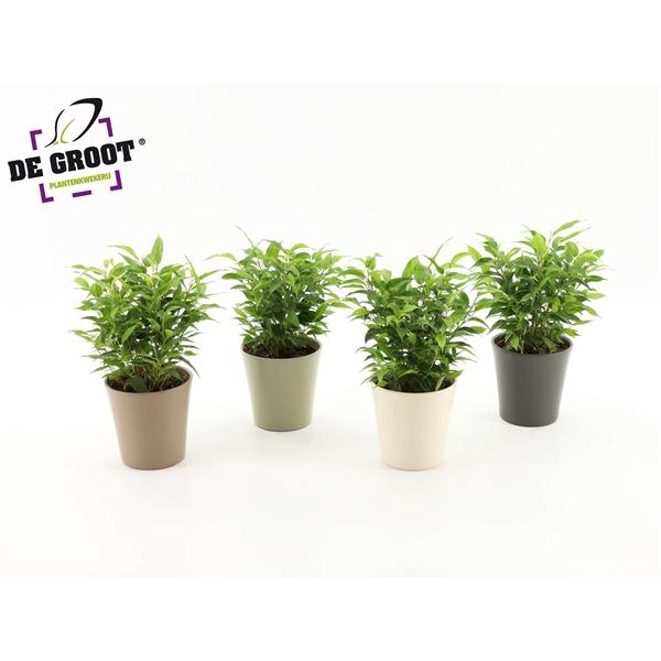 <h4>Ficus Natasja clumb in keramiek</h4>