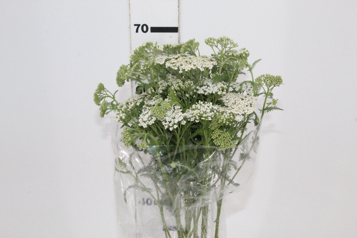 <h4>ACHILLEA MILLEFOLIUM BRANCO 070 CM</h4>