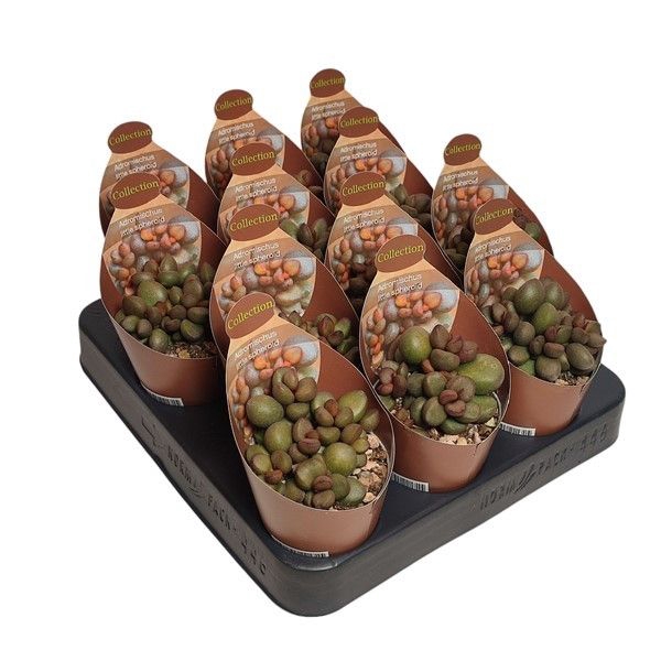<h4>Adromischus Little Speroid Potcover</h4>