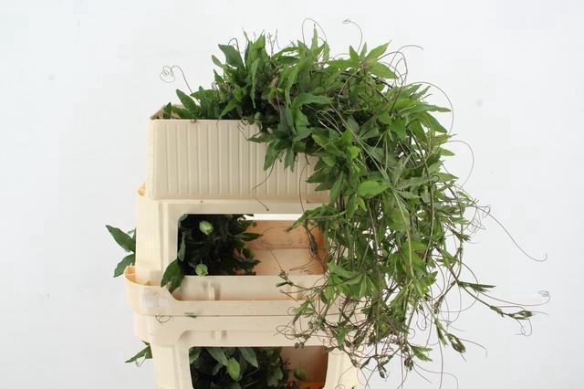 PASSIEFLORA CAERULEA RANKEN