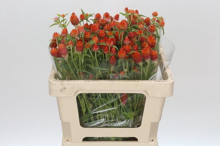 <h4>Gomphrena Globosa Orange</h4>