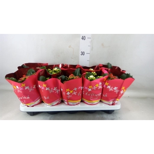 Kalanchoe blos. 'Perfecta'  ..mix 2