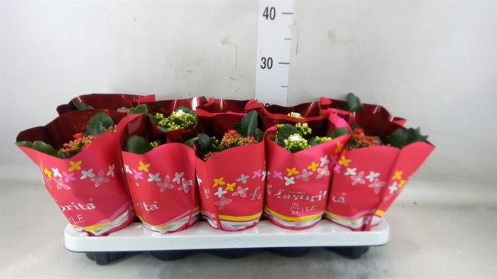 <h4>Kalanchoe blos. 'Perfecta' ..mix 2</h4>