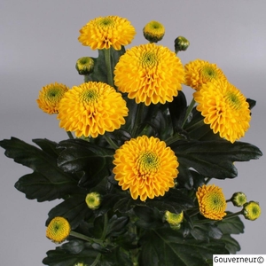 CHR S MAVERICK YELLO