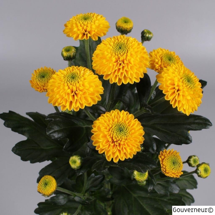 <h4>CHR S MAVERICK YELLO</h4>