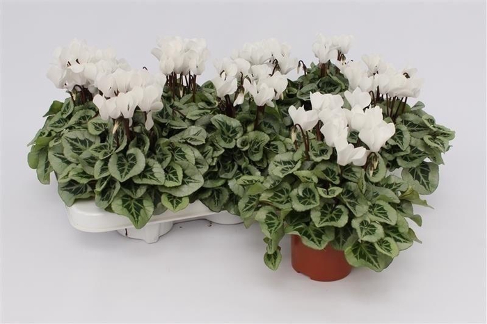 <h4>Cycl Kl Super Serie Picasso White</h4>