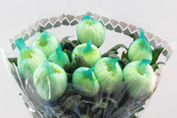 <h4>Chr G Magnum Yellow</h4>