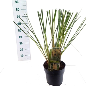 Cortaderia selloana