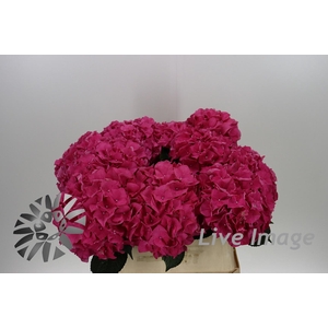 Hydrangea rodeo red