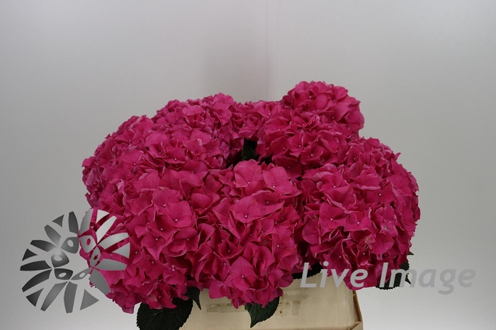 <h4>Hydrangea rodeo red</h4>