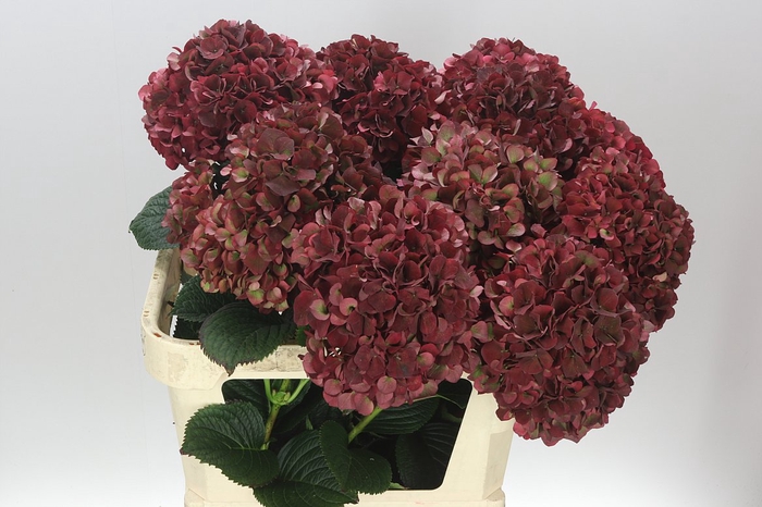 <h4>Hyd Rubyred Classic</h4>