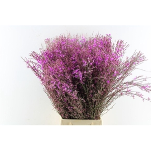 Ginster Lilac 400 Gram